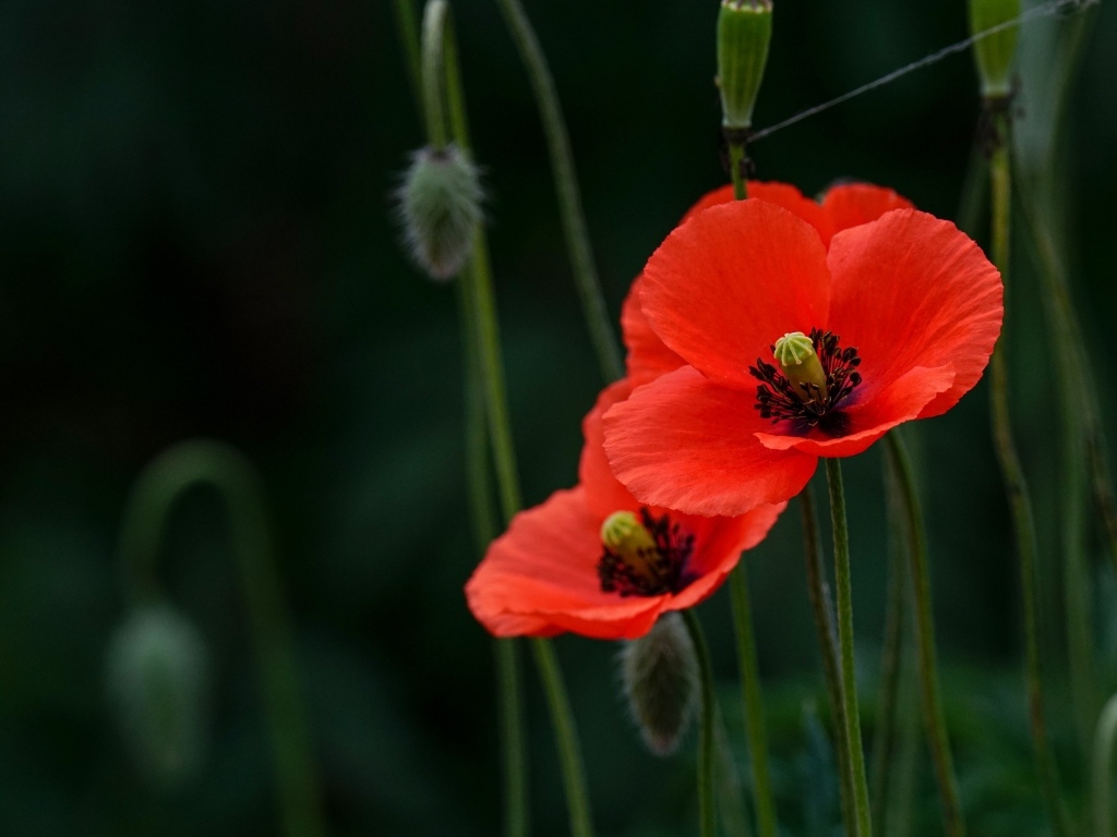 Два красных мака с бутонами в траве