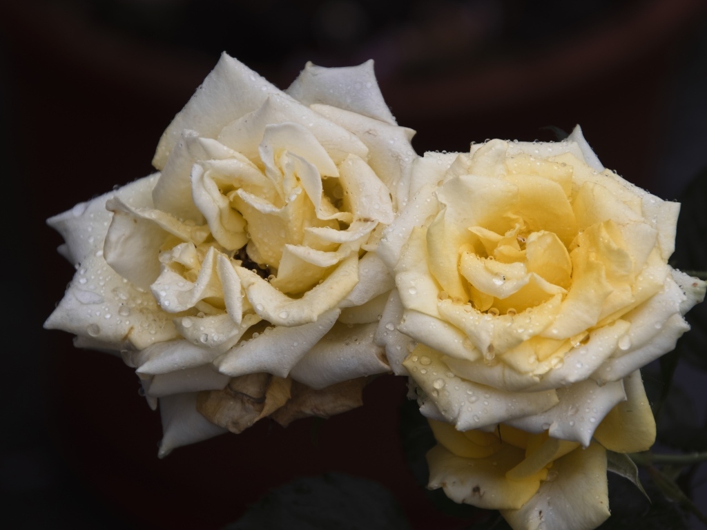 Две белые розы в каплях  росы на черном фоне