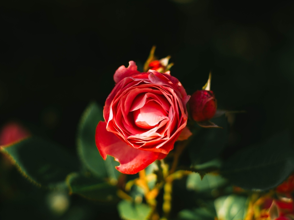 Нераспустившаяся красная роза с бутонами на клумбе