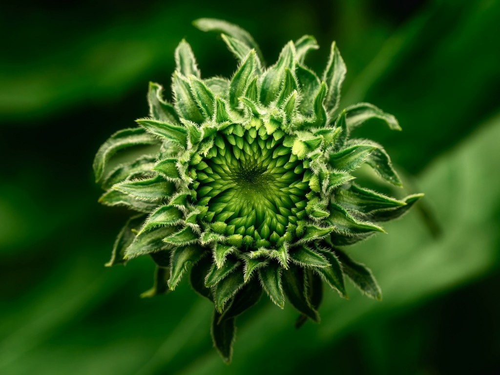 Нераспустившийся зеленый цветок