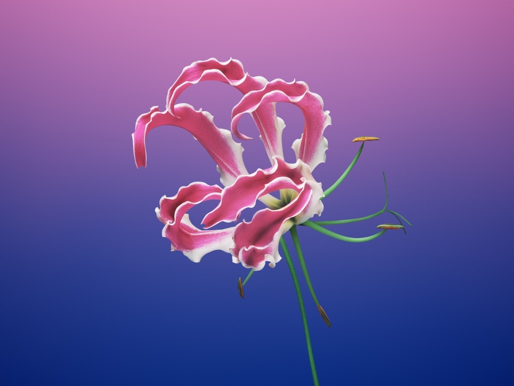 Необычная розовая лилия на синем фоне