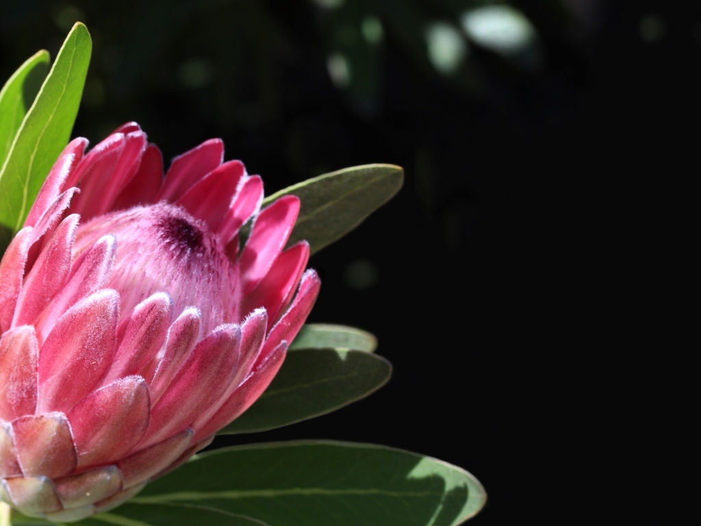 Необычный розовый цветок протея