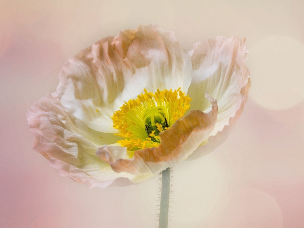 Необыкновенный цветок мака на розовом фоне