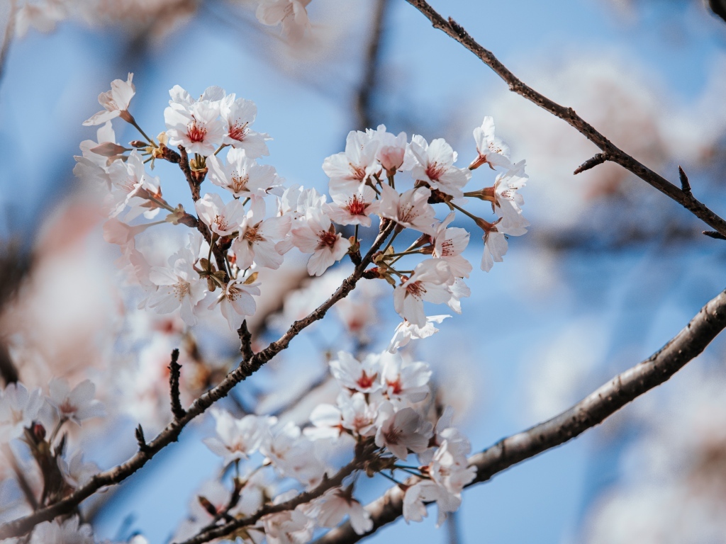 Буйное цветение абрикоса весной