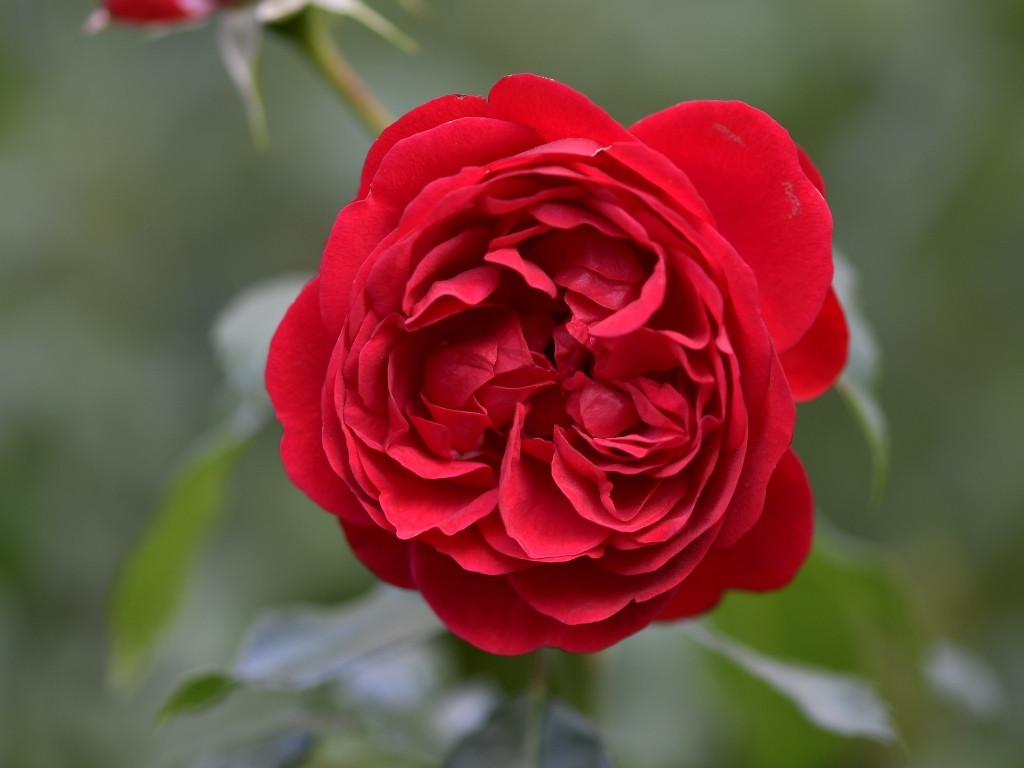 Вид на пышную красную розу