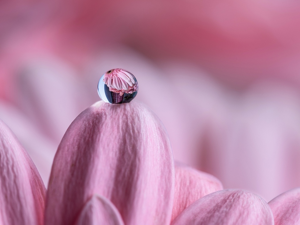 Капля воды на розовом лепестке