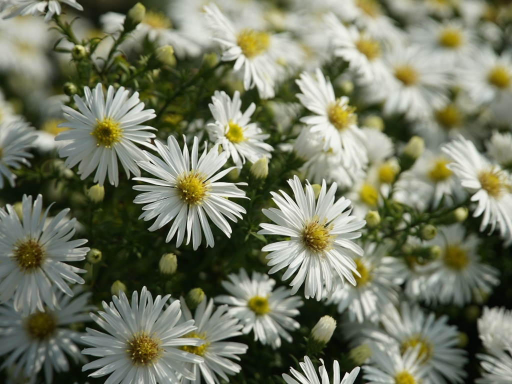 Белые цветы сентябринка крупным планом