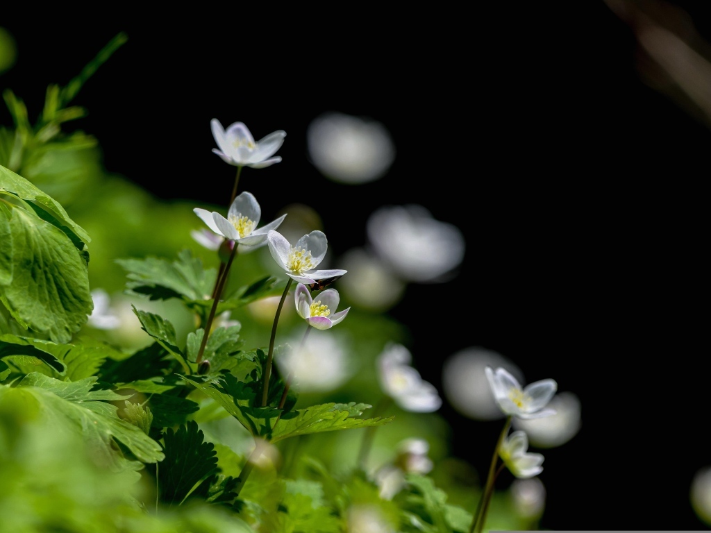 Белые цветы ветреница с зелеными листьями