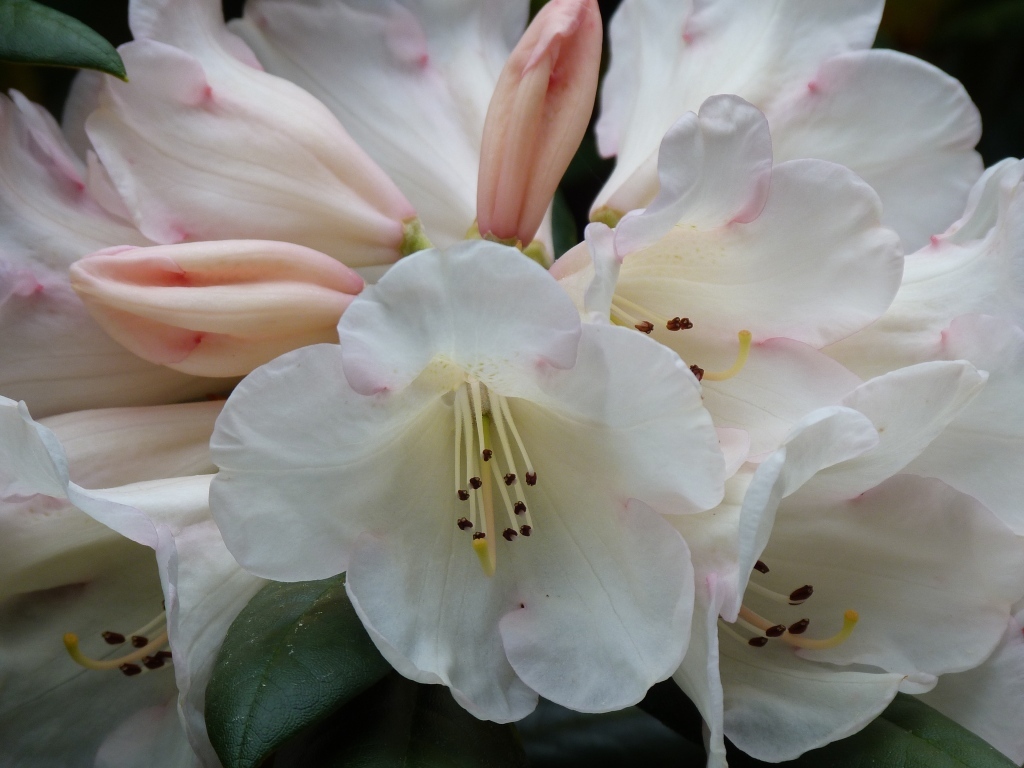 Белые цветы азалии крупным планом