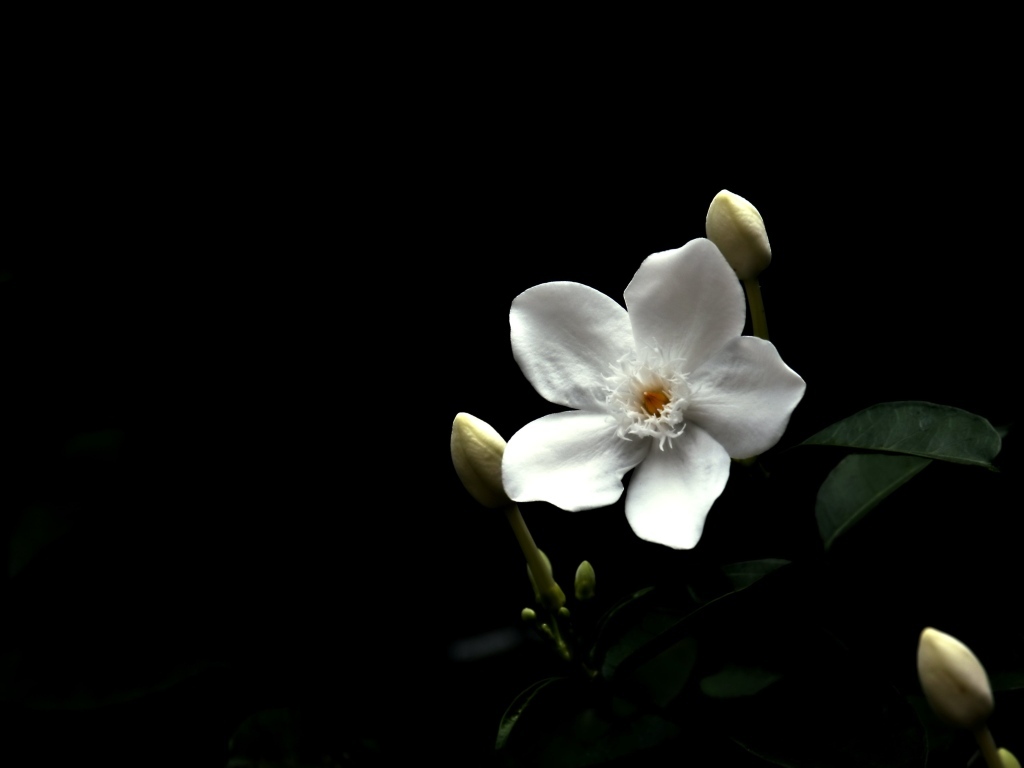 Белый цветок бальзамина с бутонами на черном фоне