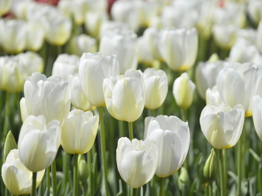 Белые красивые цветы тюльпана на клумбе