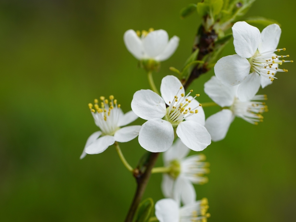 Белые цветы вишни на ветке на зеленом фоне