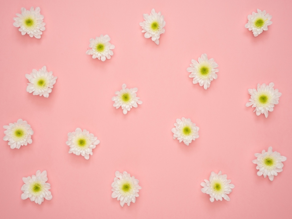 Белые цветы хризантемы на розовом фоне
