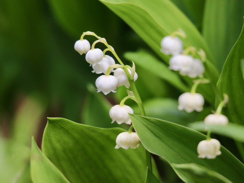 Белые нежные цветы ландыша с зелеными листьями