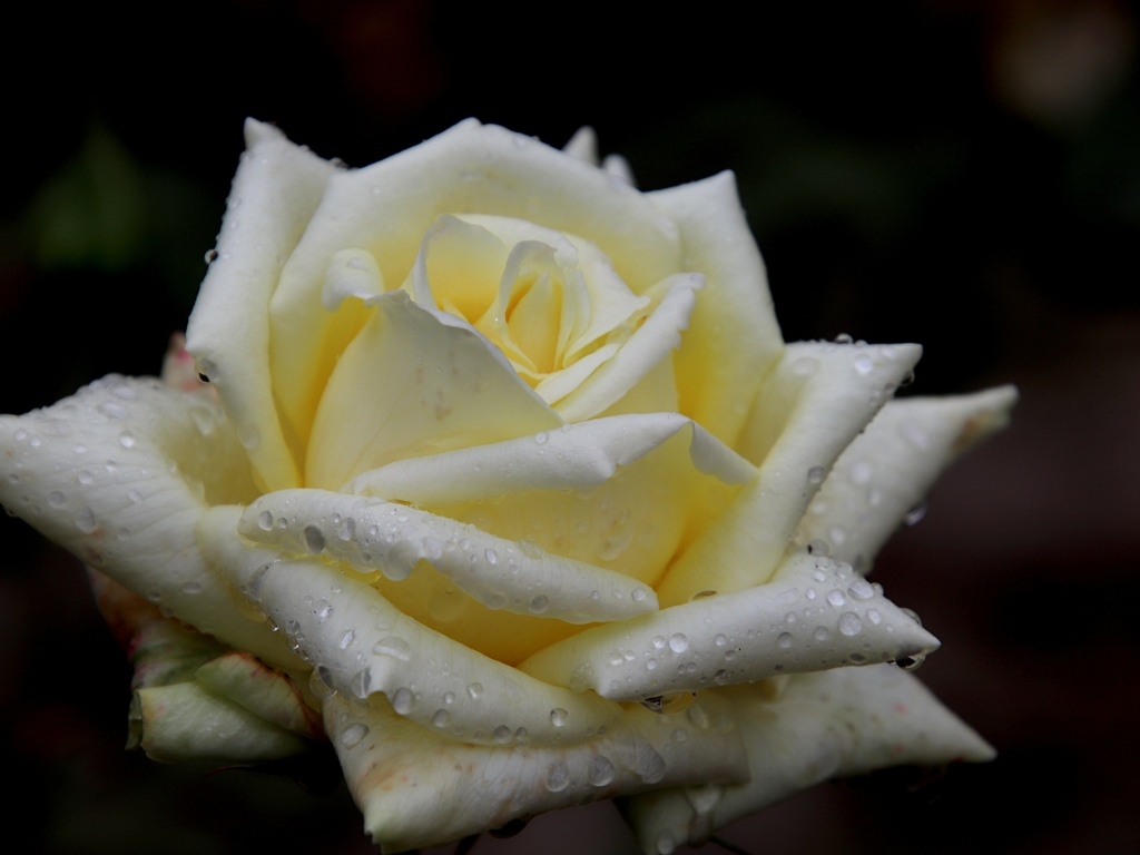 Белая нежная роза с росой на лепестках