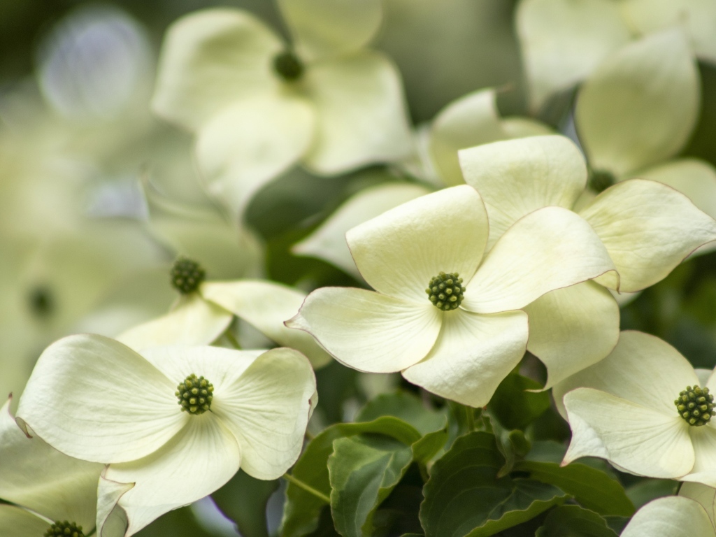 Белые цветы кизила крупным планом