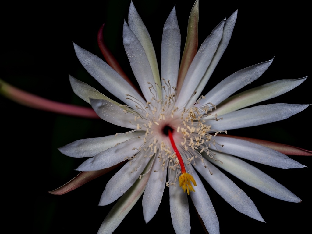 Белый экзотический цветок кактуса