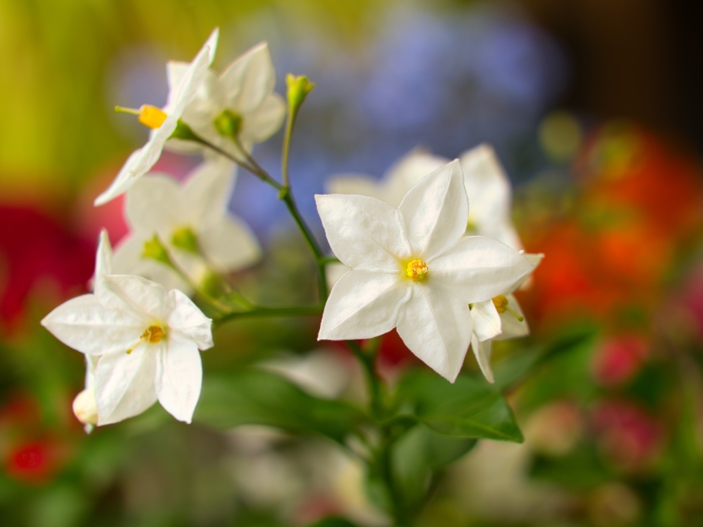 Белые цветы на клумбе летом