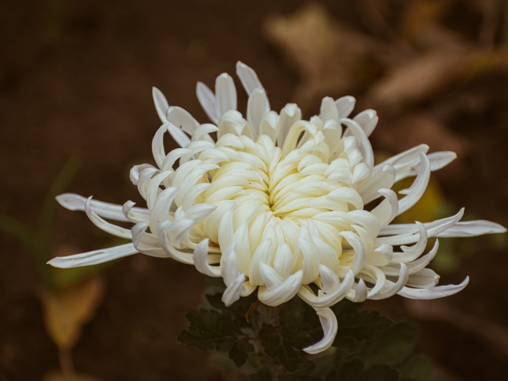 Белый цветок садовой хризантемы вблизи