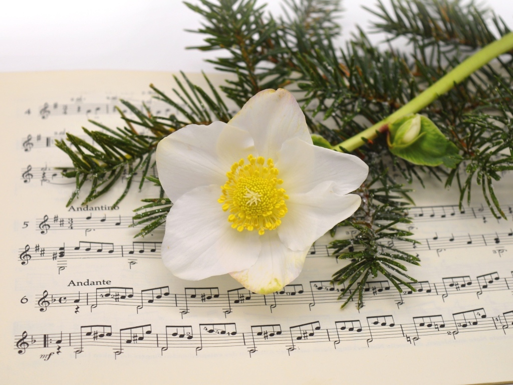 Белый цветок морозника с еловой веткой на нотной тетради