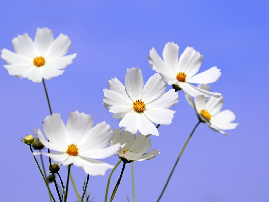 Белые цветы космея на фоне голубого неба