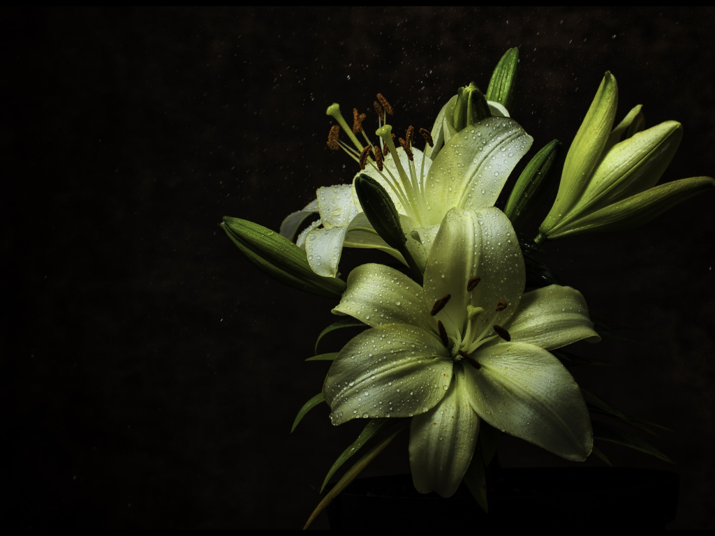 Белые цветы лилии в каплях росы на черном фоне