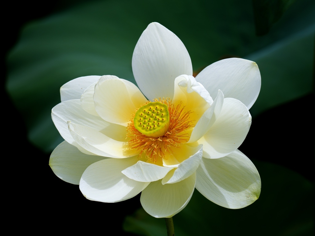 Белый цветок лотоса с желтой серединкой крупным планом