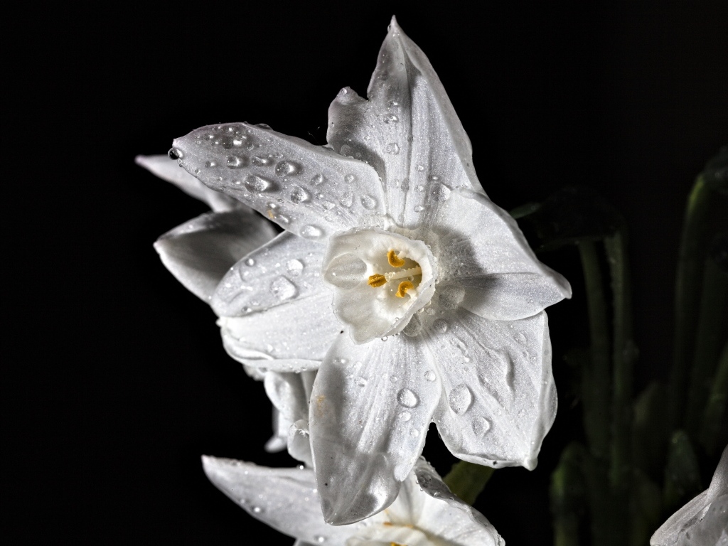 Белый цветок нарцисса в каплях росы