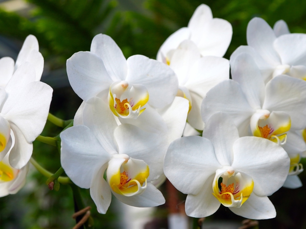 Белые орхидеи крупным планом 