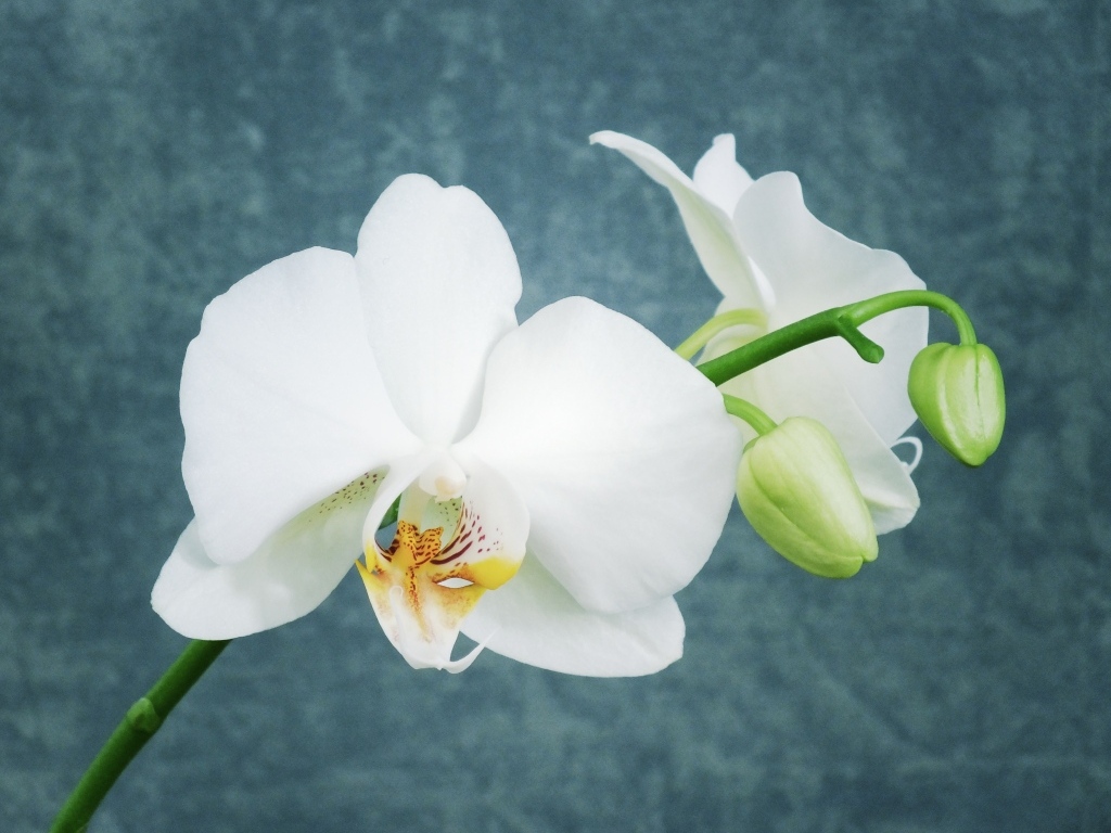 Белые орхидеи с бутонами на фоне серой стены