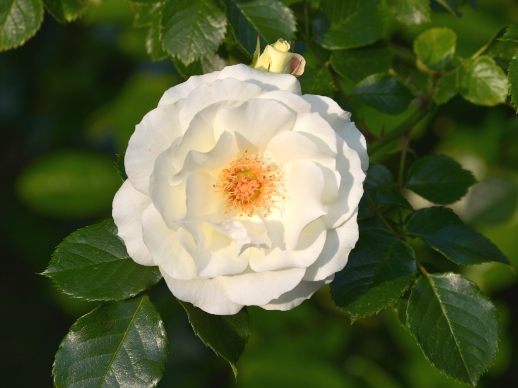 Белая роза в зеленых листьях на клумбе