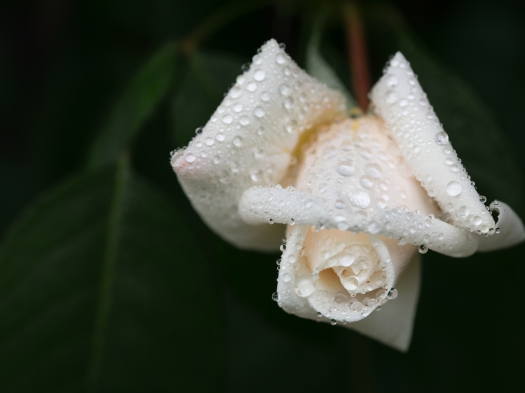 Белая роза в каплях воды крупным планом
