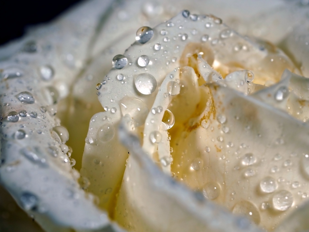 Лепестки белой розы в каплях росы крупным планом