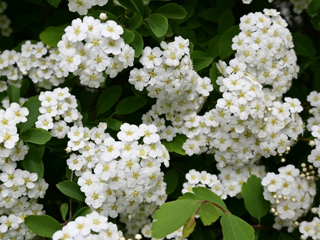 Белые цветы рябины крупным планом