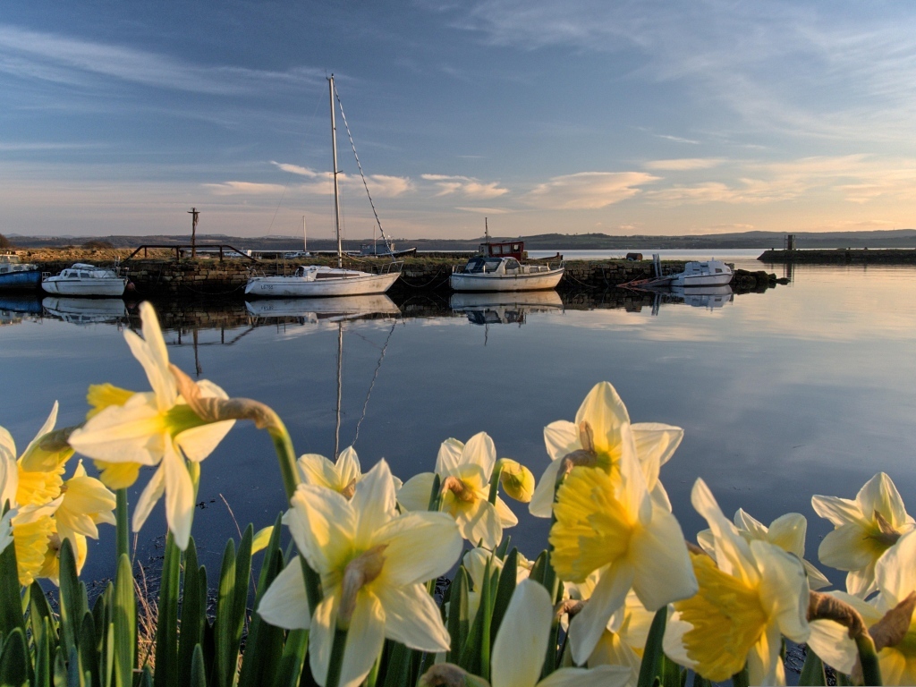 Белые весенние нарциссы растут у воды