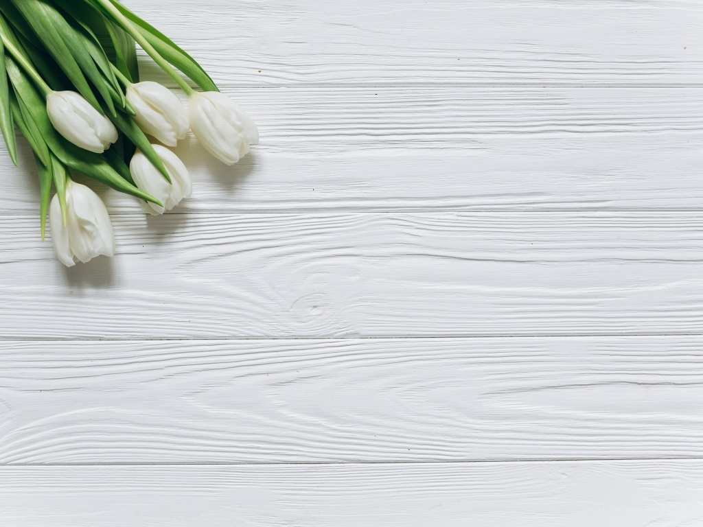 Белые тюльпаны в углу на белом деревянном фоне