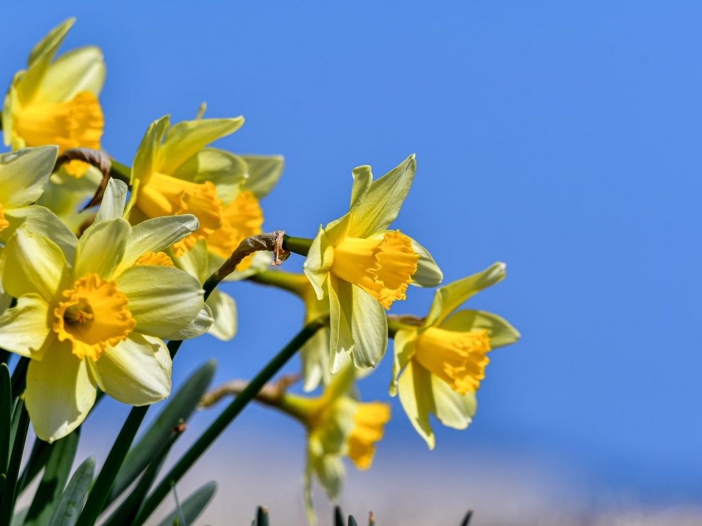 Желтые нарциссы на фоне голубого неба весной