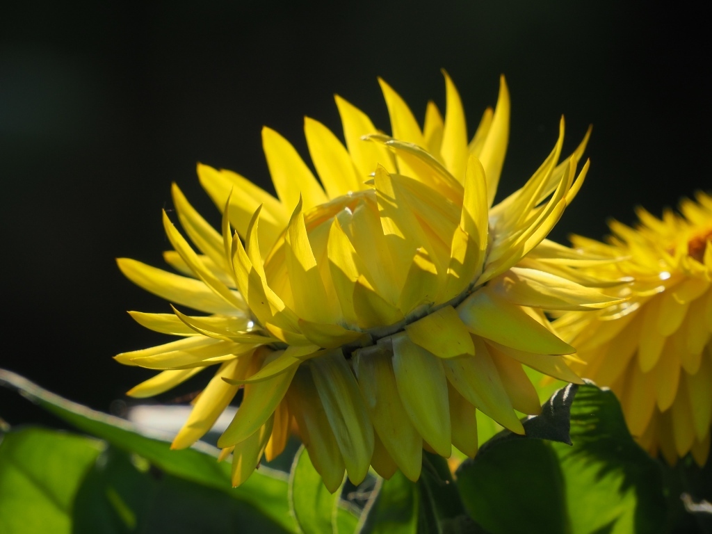 Желтый садовый цветок на черном фоне