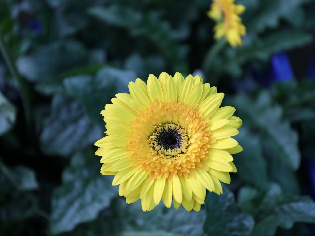 Желтый цветок герберы на клумбе крупным планом