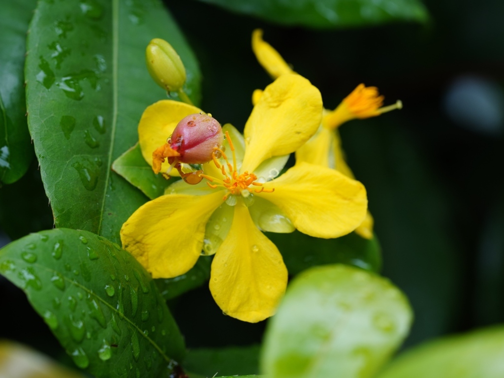 Желтый цветок гиперкум в каплях дождя