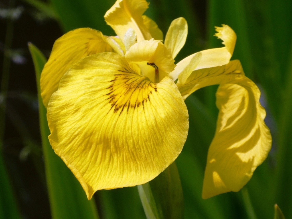 Желтый цветок ириса крупным планом