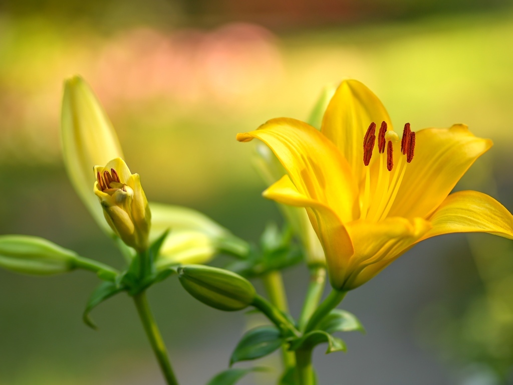 Желтые лилии с бутонами крупным планом