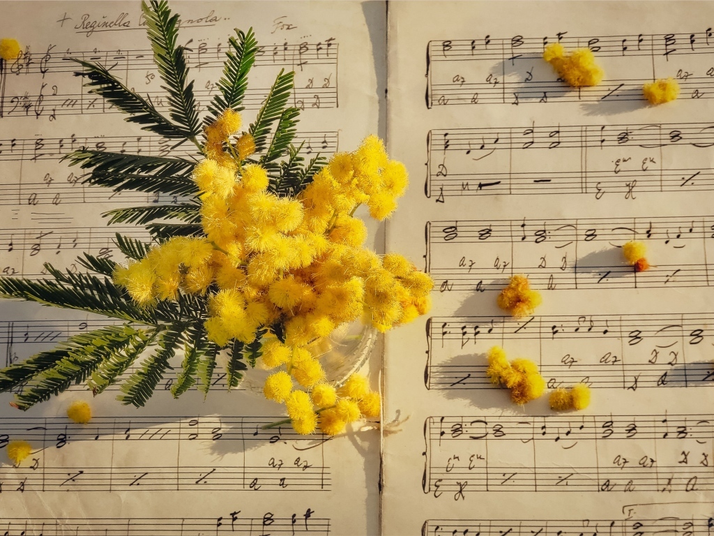 Желтые цветы мимозы на нотной тетради