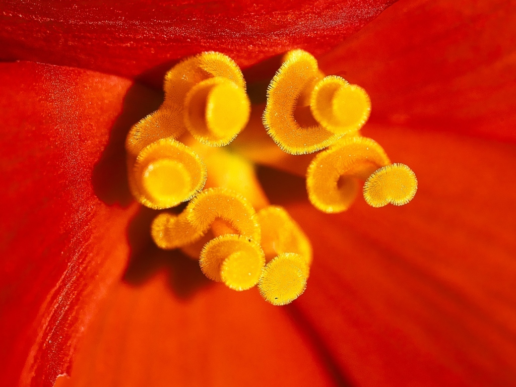 Желтые тычинки красного тюльпана