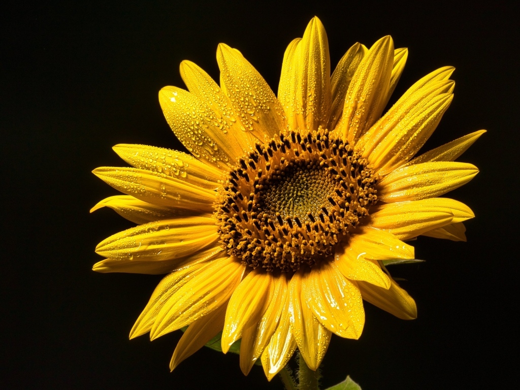 Желтый цветок подсолнуха на черном фоне