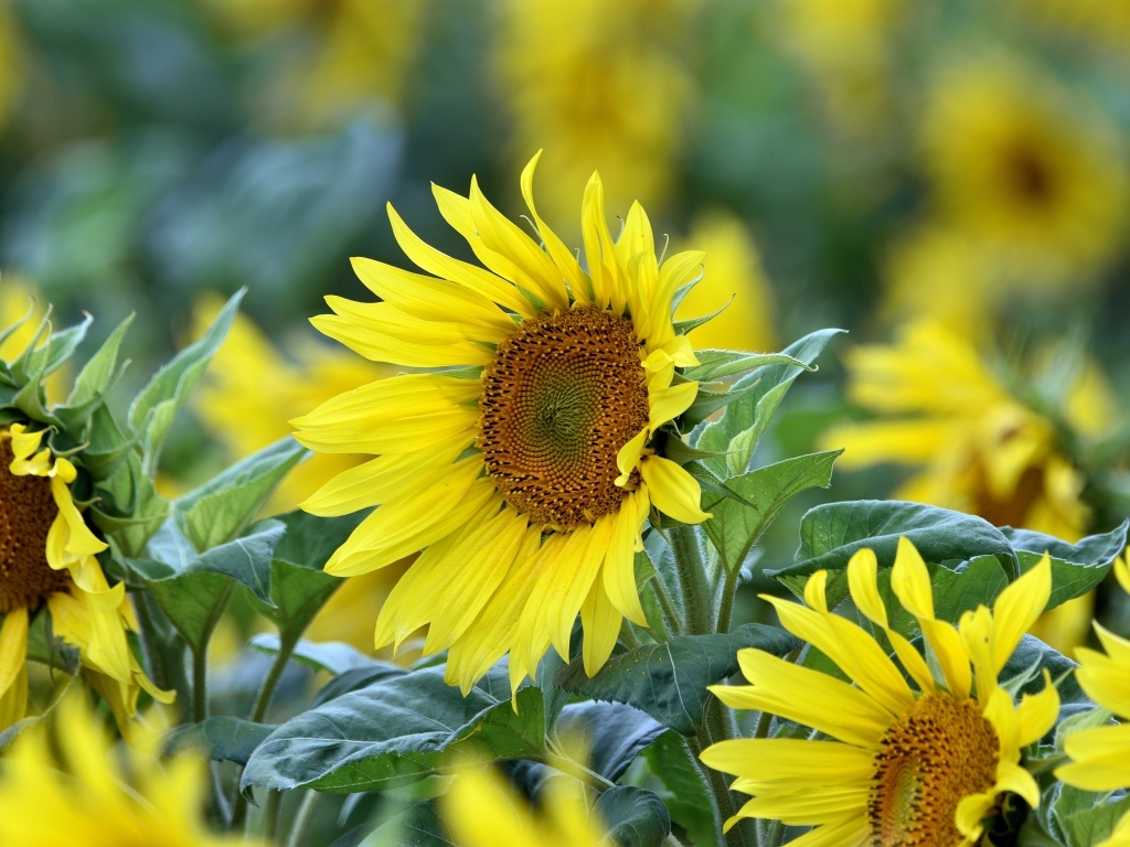 Желтые цветы подсолнуха на поле крупным планом