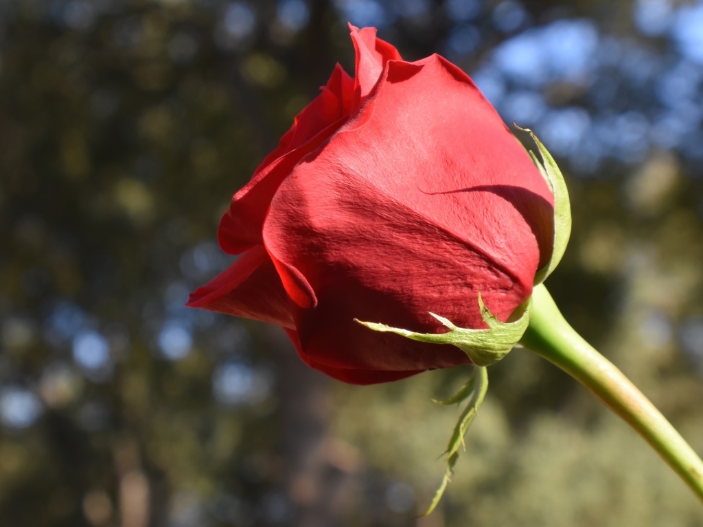 Красивый цветок красной розы