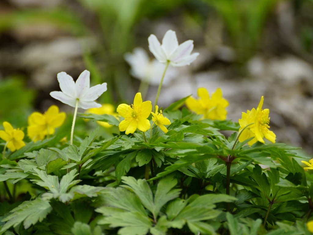 Лесные цветы ветреница ранункулоидная
