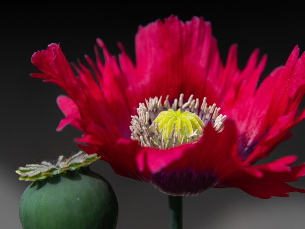 Розовый садовый декоративный мак 