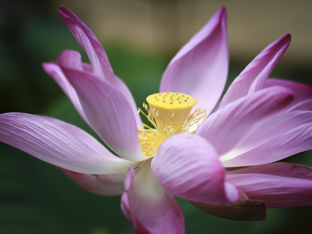 Розовый цветок лотоса крупным планом